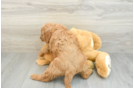 Hypoallergenic Mini Goldiepoo Poodle Mix Puppy