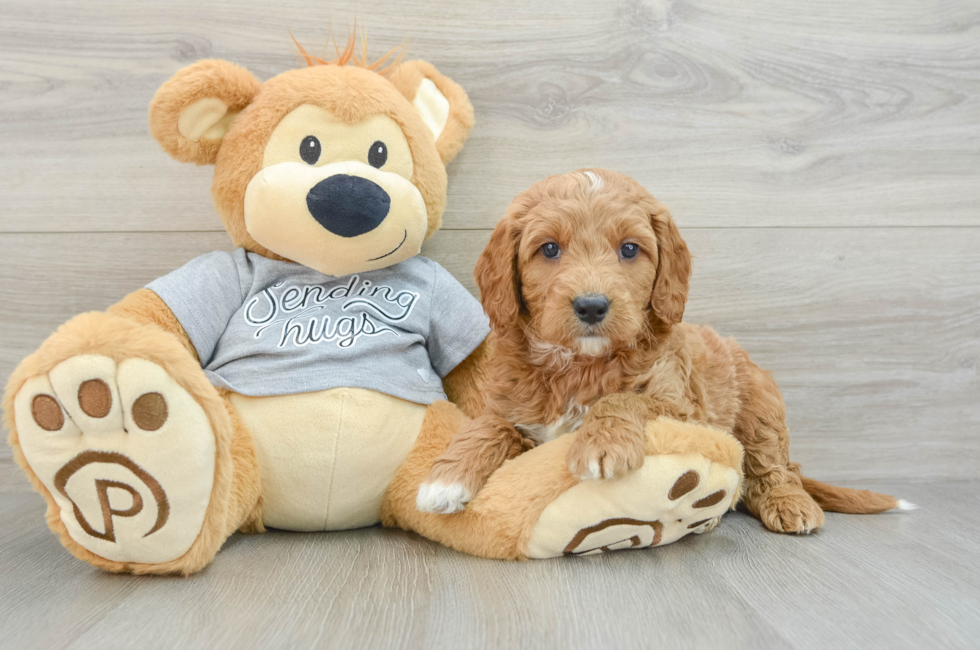 6 week old Mini Goldendoodle Puppy For Sale - Seaside Pups