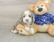 8 week old Mini Goldendoodle Puppy For Sale - Seaside Pups