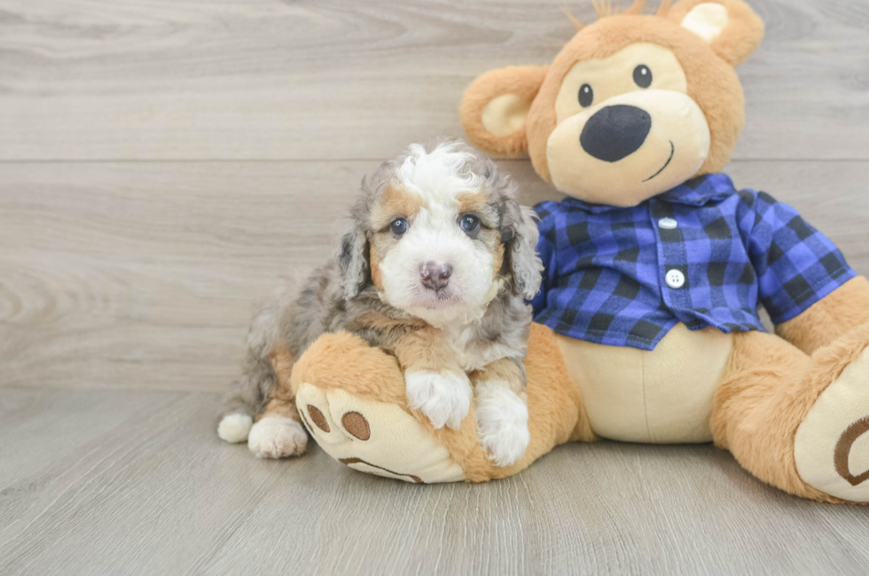 5 week old Mini Goldendoodle Puppy For Sale - Seaside Pups