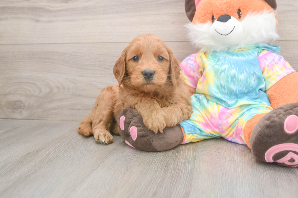 5 week old Mini Goldendoodle Puppy For Sale - Seaside Pups