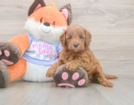 5 week old Mini Goldendoodle Puppy For Sale - Seaside Pups