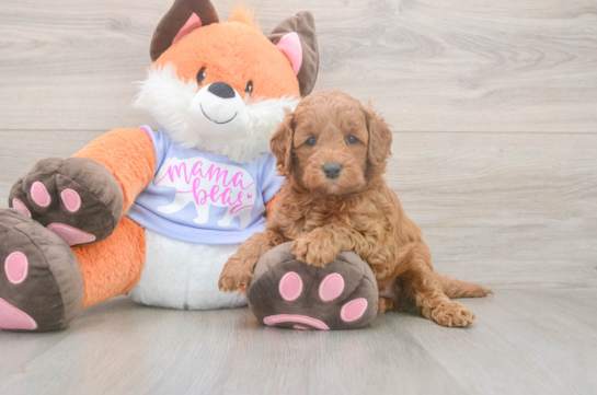 5 week old Mini Goldendoodle Puppy For Sale - Seaside Pups Mini Goldendoodle Puppy for Adoption