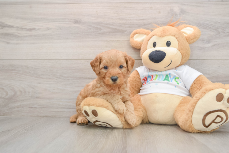 Best Mini Goldendoodle Baby