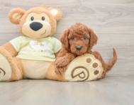 6 week old Mini Goldendoodle Puppy For Sale - Seaside Pups