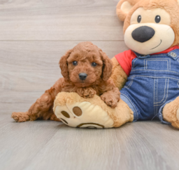 7 week old Mini Goldendoodle Puppy For Sale - Seaside Pups