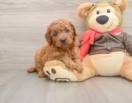 6 week old Mini Goldendoodle Puppy For Sale - Seaside Pups