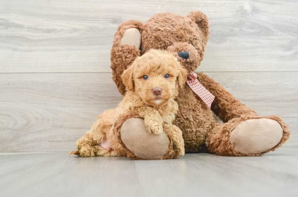 5 week old Mini Goldendoodle Puppy For Sale - Seaside Pups