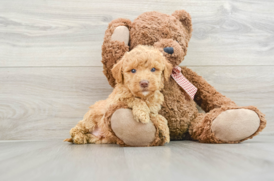 Happy Mini Goldendoodle Baby