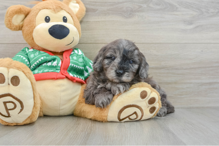 Popular Mini Goldendoodle Poodle Mix Pup