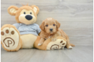 Adorable Golden Retriever Poodle Mix Poodle Mix Puppy