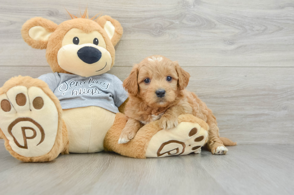 6 week old Mini Goldendoodle Puppy For Sale - Seaside Pups