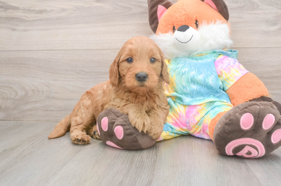 5 week old Mini Goldendoodle Puppy For Sale - Seaside Pups