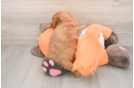 Mini Goldendoodle Puppy for Adoption