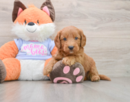 5 week old Mini Goldendoodle Puppy For Sale - Seaside Pups