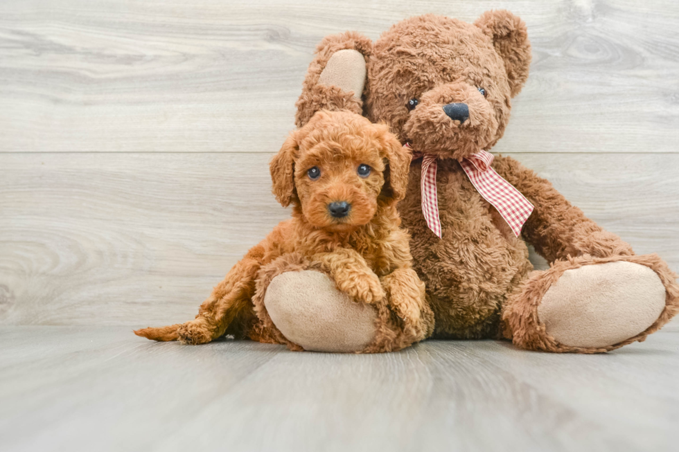 Mini Goldendoodle Pup Being Cute