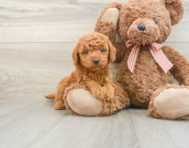 6 week old Mini Goldendoodle Puppy For Sale - Seaside Pups