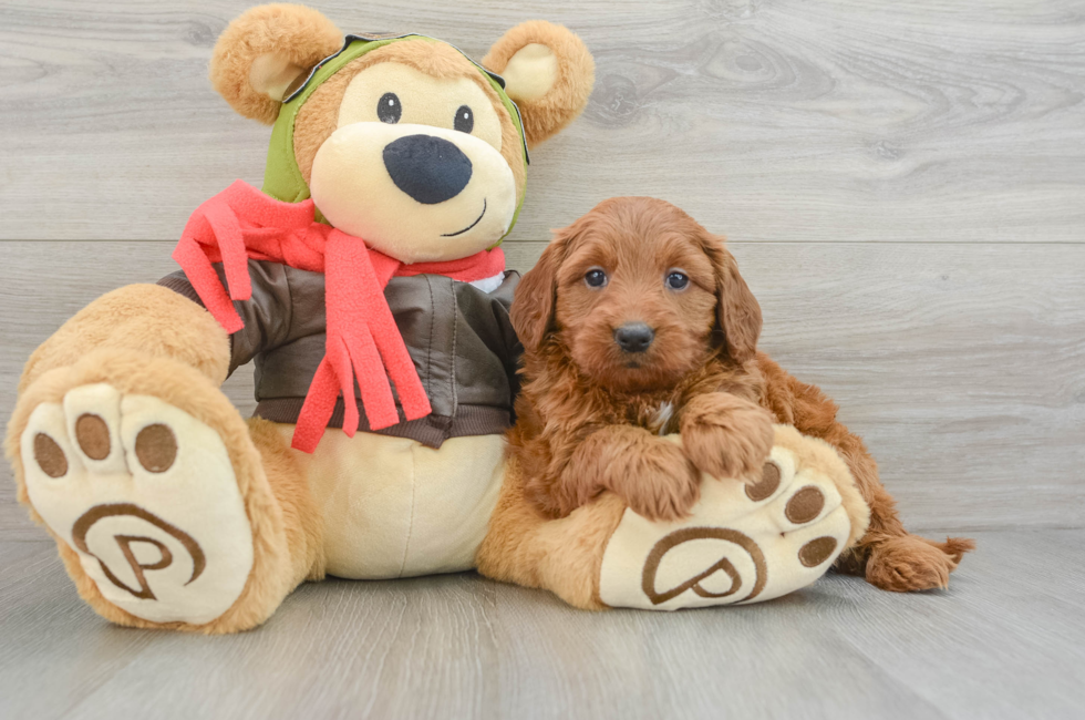 6 week old Mini Goldendoodle Puppy For Sale - Seaside Pups