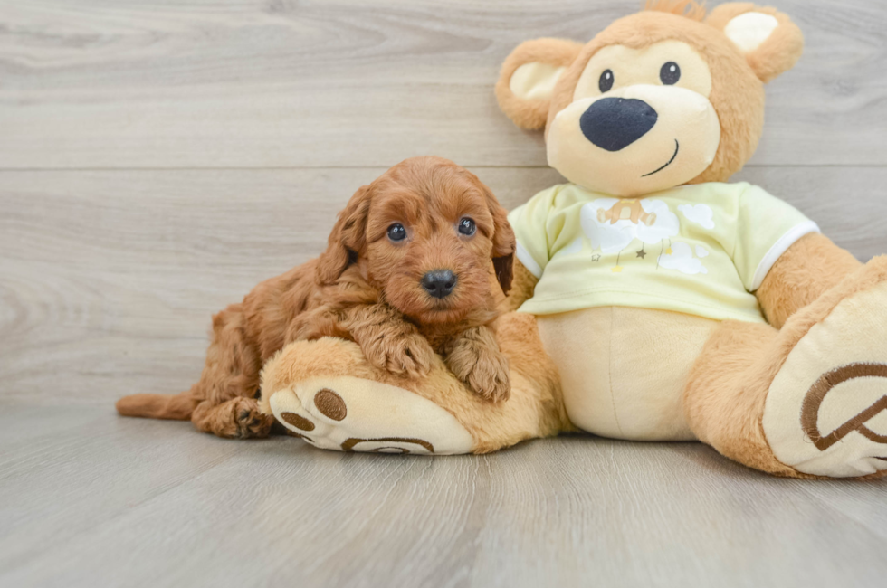 7 week old Mini Goldendoodle Puppy For Sale - Seaside Pups