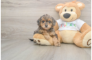 Best Mini Goldendoodle Baby
