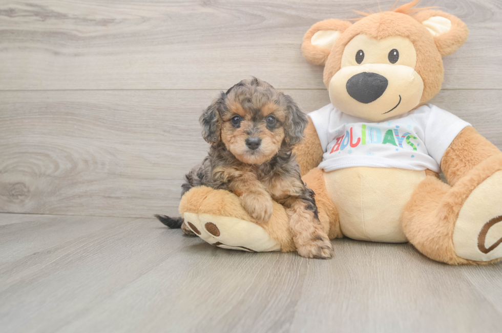 6 week old Mini Goldendoodle Puppy For Sale - Seaside Pups