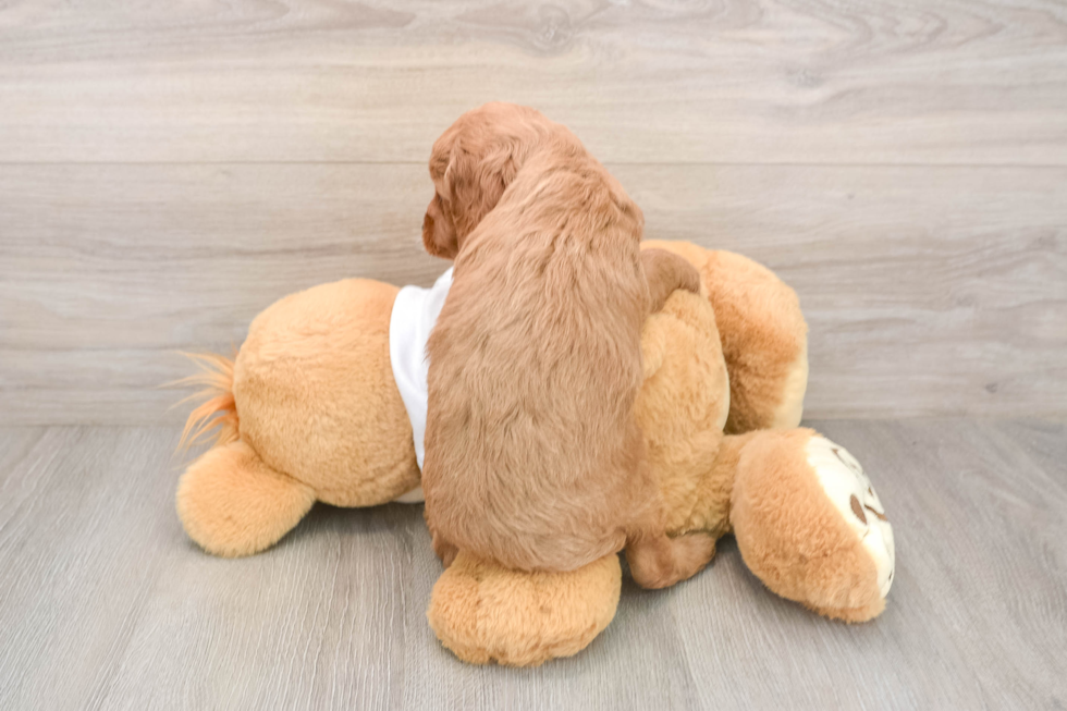 Best Mini Goldendoodle Baby