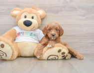 6 week old Mini Goldendoodle Puppy For Sale - Seaside Pups