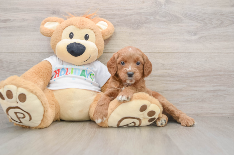 5 week old Mini Goldendoodle Puppy For Sale - Seaside Pups
