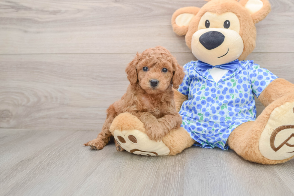 Petite Mini Goldendoodle Poodle Mix Pup