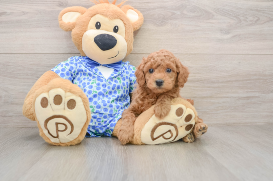 Fluffy Mini Goldendoodle Poodle Mix Pup