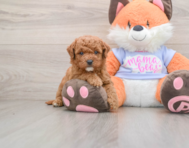 7 week old Mini Goldendoodle Puppy For Sale - Seaside Pups
