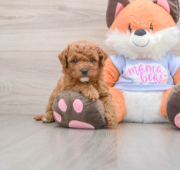 7 week old Mini Goldendoodle Puppy For Sale - Seaside Pups