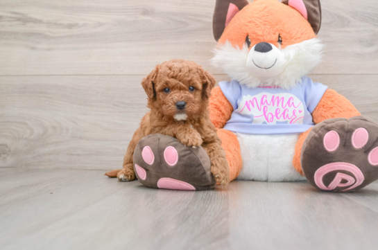 Mini Goldendoodle Puppy for Adoption