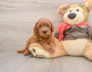 7 week old Mini Goldendoodle Puppy For Sale - Seaside Pups