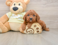 7 week old Mini Goldendoodle Puppy For Sale - Seaside Pups