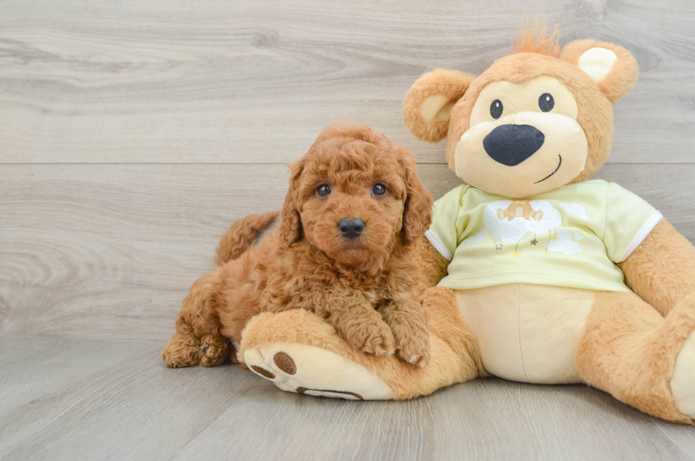 7 week old Mini Goldendoodle Puppy For Sale - Seaside Pups