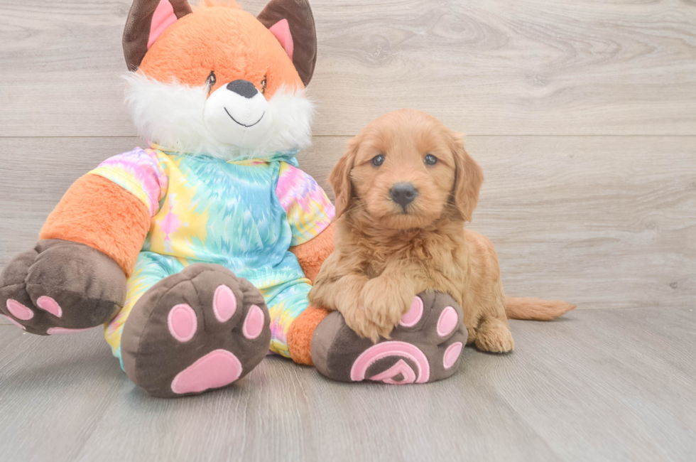 5 week old Mini Goldendoodle Puppy For Sale - Seaside Pups