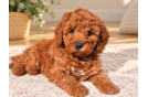 Cute Golden Doodle Poodle Mix Puppy