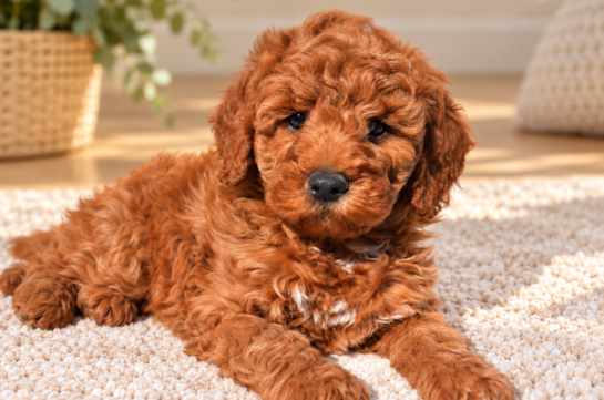 Cute Golden Retriever Poodle Mix Poodle Mix Puppy