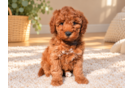 Cute Mini Goldendoodle Poodle Mix Pup