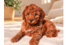 Mini Goldendoodle Puppy for Adoption