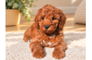 Cute Mini Goldendoodle Poodle Mix Pup