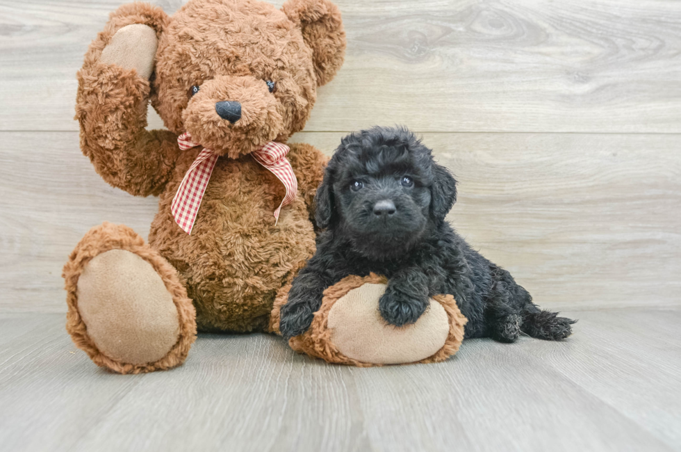 5 week old Mini Goldendoodle Puppy For Sale - Seaside Pups