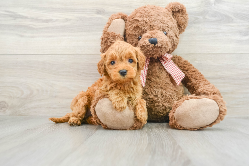 Small Mini Goldendoodle Baby