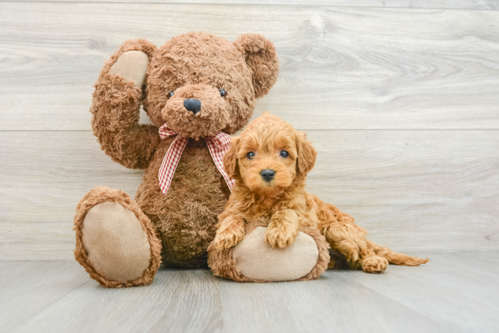 Mini Goldendoodle Pup Being Cute