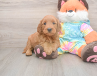 7 week old Mini Goldendoodle Puppy For Sale - Seaside Pups