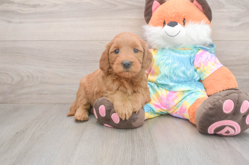 5 week old Mini Goldendoodle Puppy For Sale - Seaside Pups