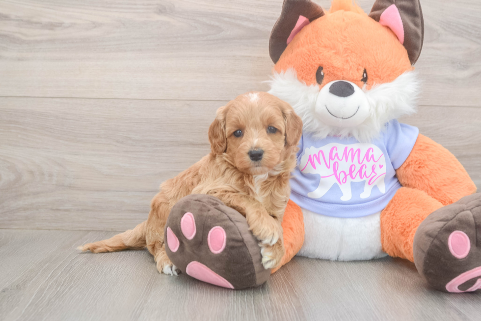 Meet Astrid - our Mini Goldendoodle Puppy Photo  2/3 - Seaside Pups Small Mini Goldendoodle Baby