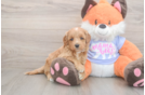 Meet Astrid - our Mini Goldendoodle Puppy Photo  2/3 - Seaside Pups Small Mini Goldendoodle Baby