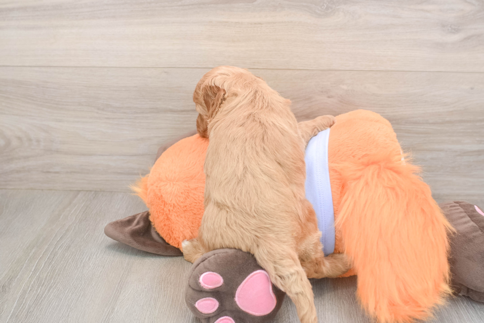 Meet Astrid - our Mini Goldendoodle Puppy Photo  3/3 - Seaside Pups Sweet Mini Goldendoodle Baby